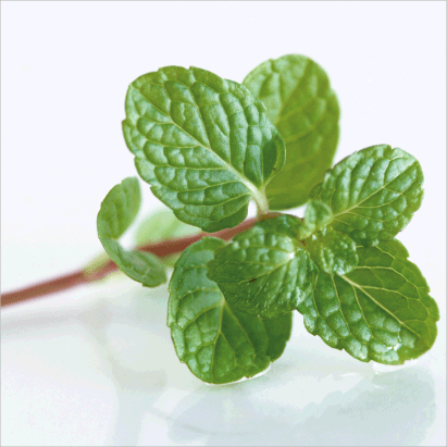 Mint