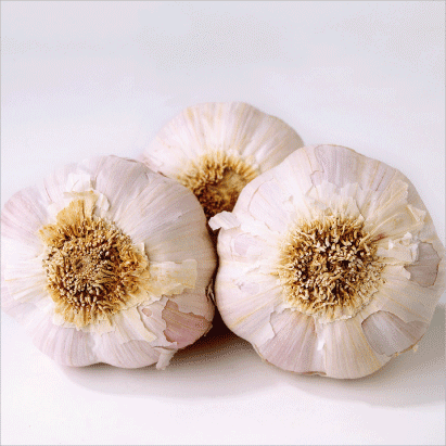 Garlic